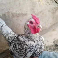 مرغ خروس مینیاتوری باجوجه سه ماهع