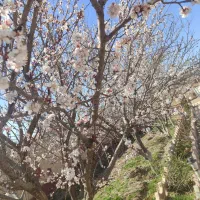 فروش فوری باغ ۱۰۰۰ متری