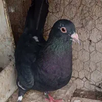 ماده سیا پلنگ