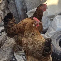 ۲ عدد مرغ بومی