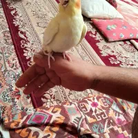 عروس هلندی،سهره،کوتوله،قناری