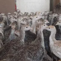 جوجه بوقلمون