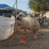 قوچ|حراج|مهران (ایلام), |دیوار