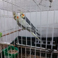 طوطی  هلندی