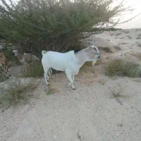نر سومال