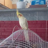 عروس هلندی نر سخنگو