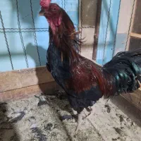 خروس دورگه لاری