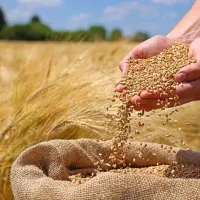 فروش ۸۰ تن گندم