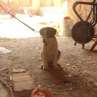 توله سگ مفت