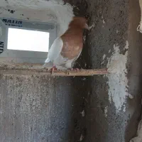 کبوتر باشلی و قرمز گوز