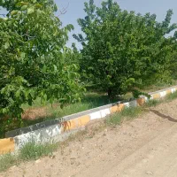 توافقی|خدمات باغبانی و درختکاری|جیرفت, |دیوار