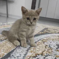 گربه