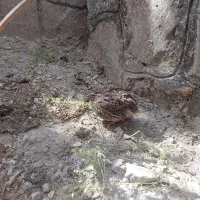 بلدرچین نر اواز خوان