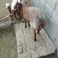 بره قوچ چاق دو دندان
