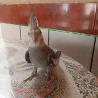 عروس هلندی مرواریدی نر