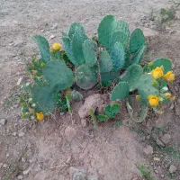 کاکتوس