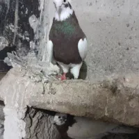 طوقی|پرنده|ملکان, |دیوار
