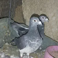 پلاکی سبز اقون فروشی
