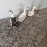 3عدد ارودک نر