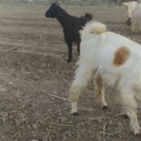 دو عددبره وبز نر بفروش میرسد