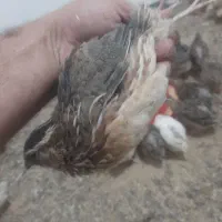 تخم بلدرچین