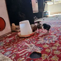 جوجه