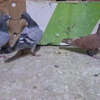 پرنده|پرنده|سبزوار, هویزه|دیوار