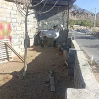 اسب نریان