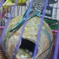 مرغ عشق