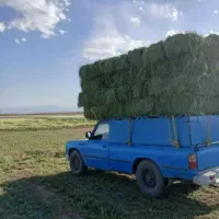یونجه ی تازه امسال(خورده وعمده)