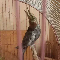 عروس هلندی نر