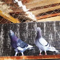 کفتر انگلیسی پشدار کفتر بابک ارباب خسرو