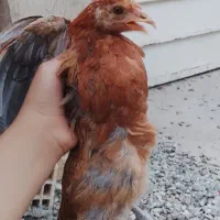 جوجه برعما و گلین