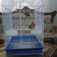 طوطی برزیلی جفت