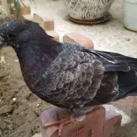 کبوتر گمشده