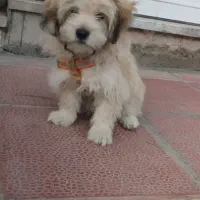 سگ خونگی