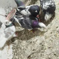 کبوتر پرشی