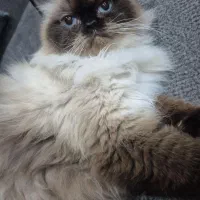 گمشده