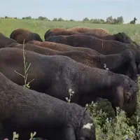گوسفندبره (نر)جوان زنده بشرط گوشت جگر سالم ۲۴س
