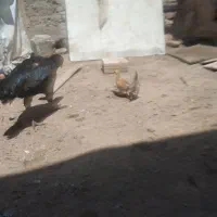 مرغ وجوجه