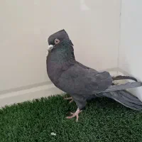 کبوتر زاغ