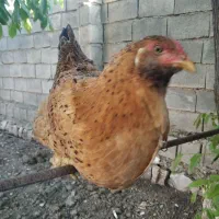 مرغ|حیوانات مزرعه|جوانرود, |دیوار