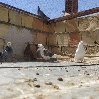 کفتر ۸تا