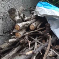 چوب گردو