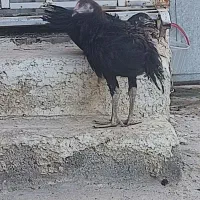 جوجه خروس لاری