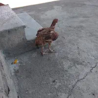 مرغ لاری اصل