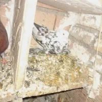 کفتر|پرنده|گرگان, |دیوار