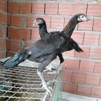 جوجه لاری
