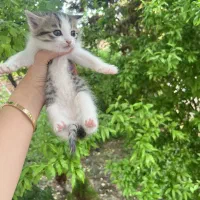 گربه|گربه|مرند, |دیوار