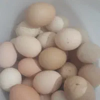 تخم مرغ محلی اصل..
